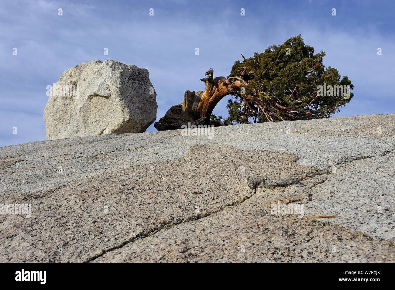 Jeffrey pine (Pinus jeffreyi) and glacial erratic boulder, Yosemite National Park, California, USA, October 2012. Stock Photo