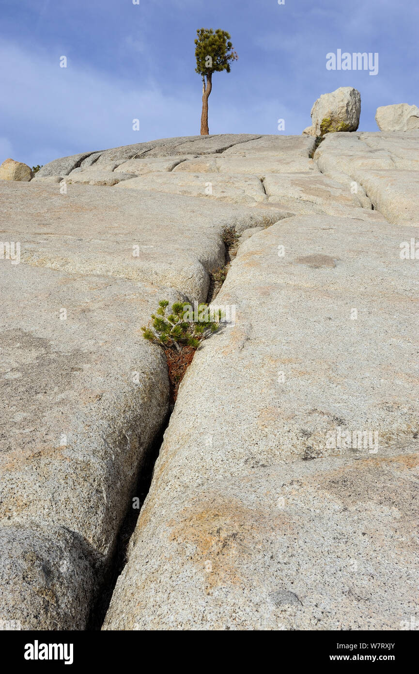 Jeffrey pine (Pinus jeffreyi) and glacial erratic boulder, Yosemite National Park, California, USA, October 2012. Stock Photo