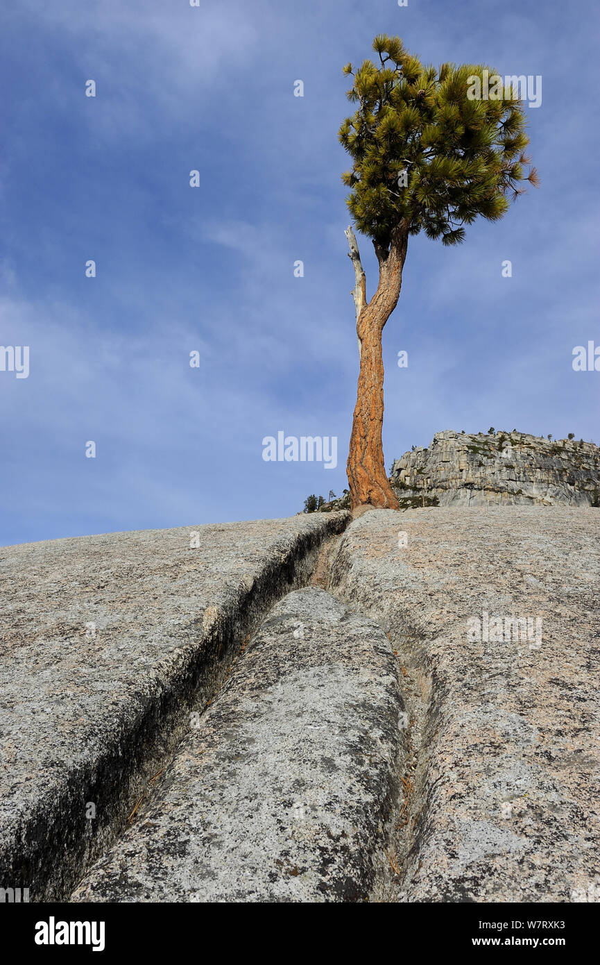 Jeffrey pine (Pinus jeffreyi) and glacial erratic boulder, Yosemite National Park, California, USA, October 2012. Stock Photo
