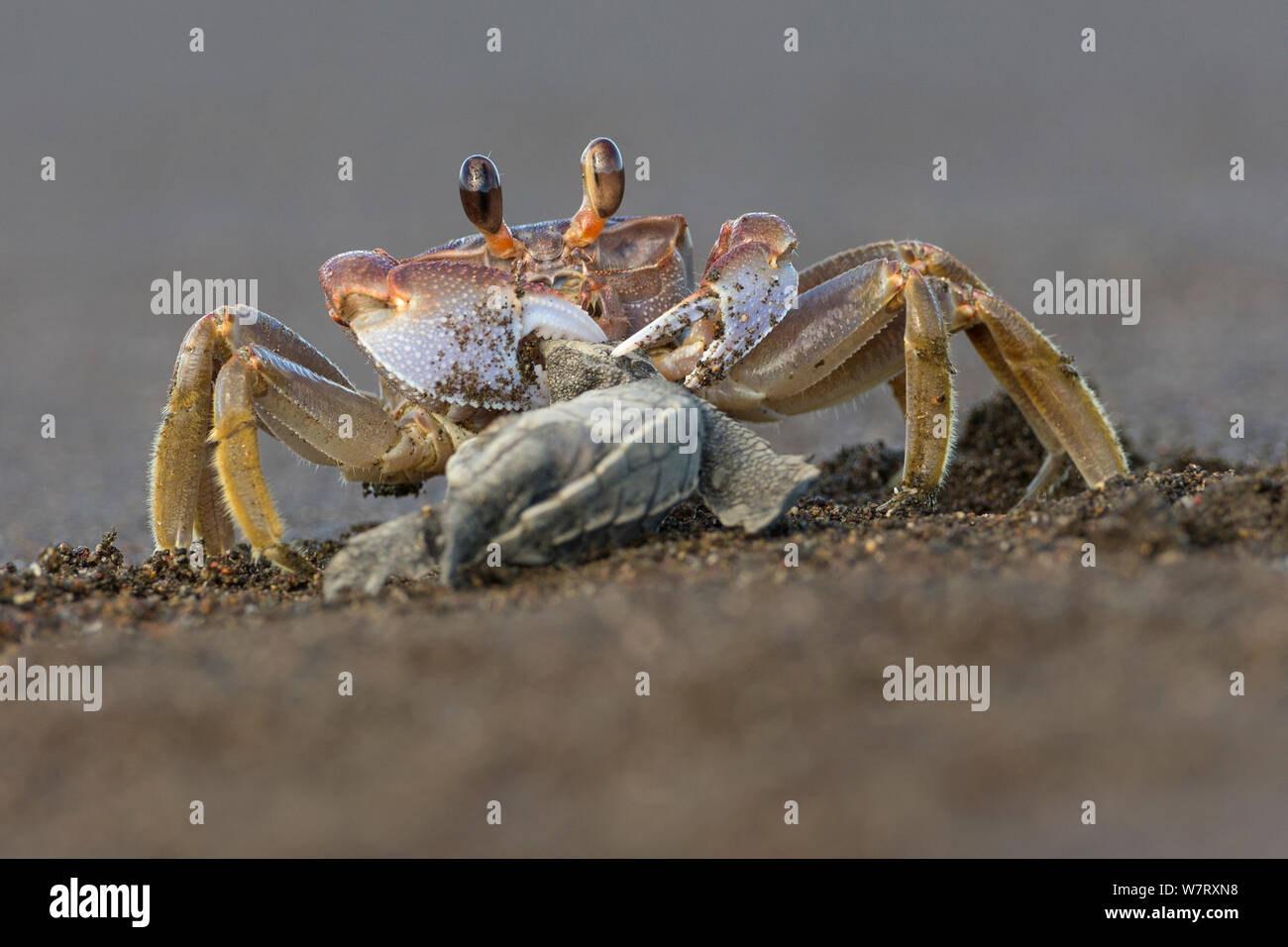 Fiddler crab (Uca sp) feeding on Olive ridley sea turtle hatchling (Lepidochelys olivacea) Pacific Coast, Ostional, Costa Rica. Stock Photo