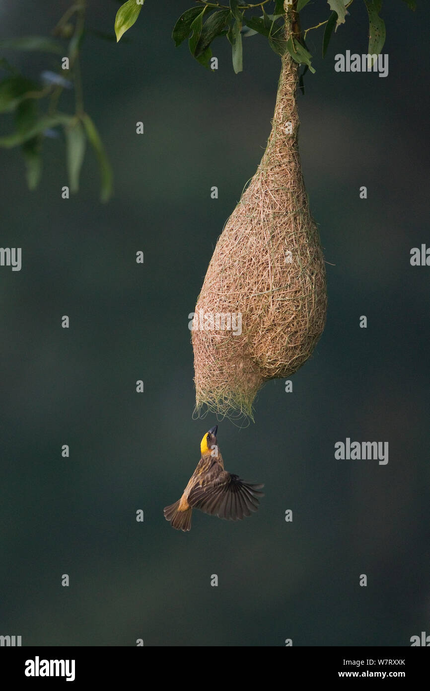 Baya weaver (Ploceus philippinus) male flying to nest entrance