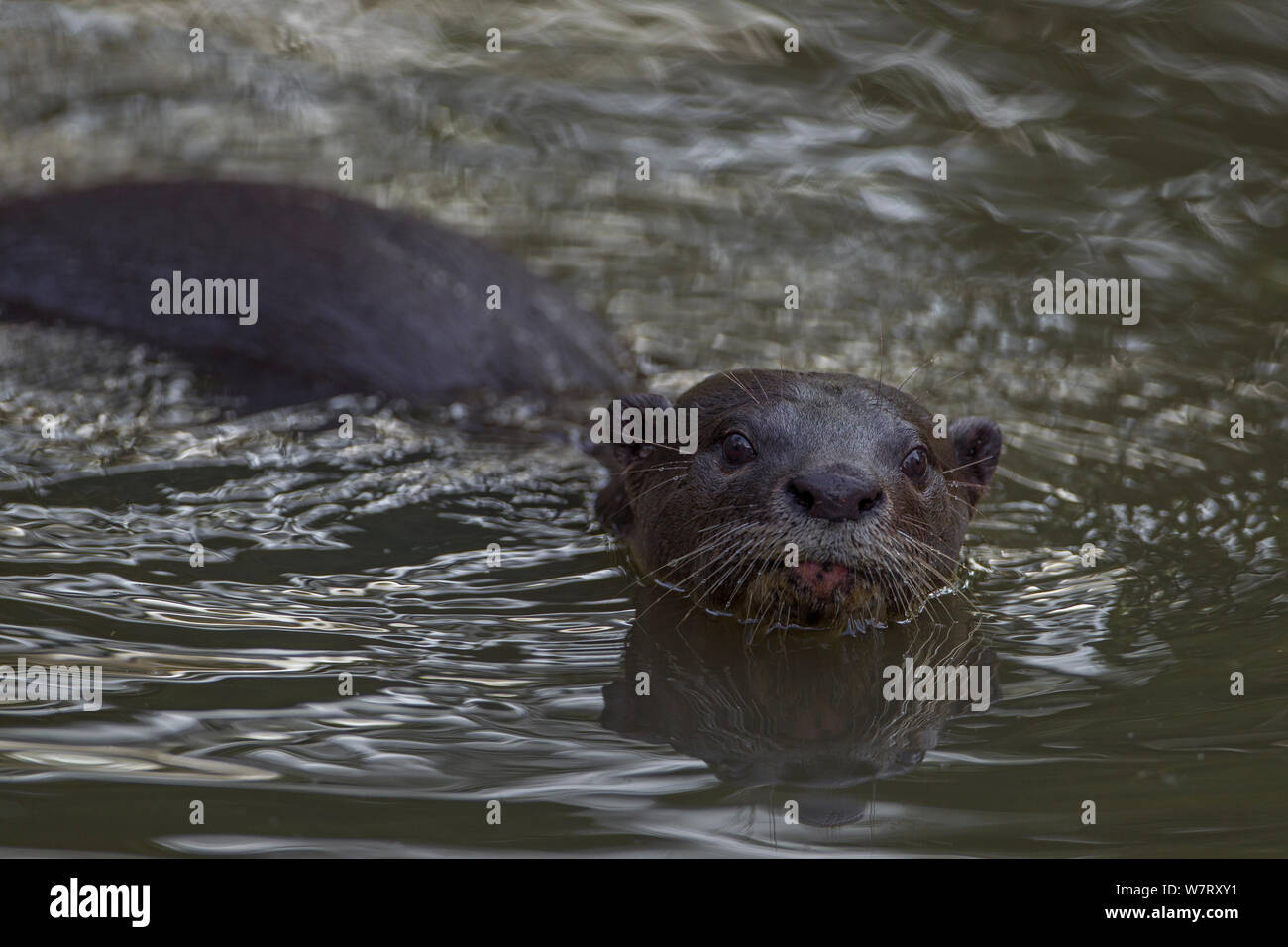 Smooth Otter (Lutrogale perspicillata) in water, Singapore. Stock Photo