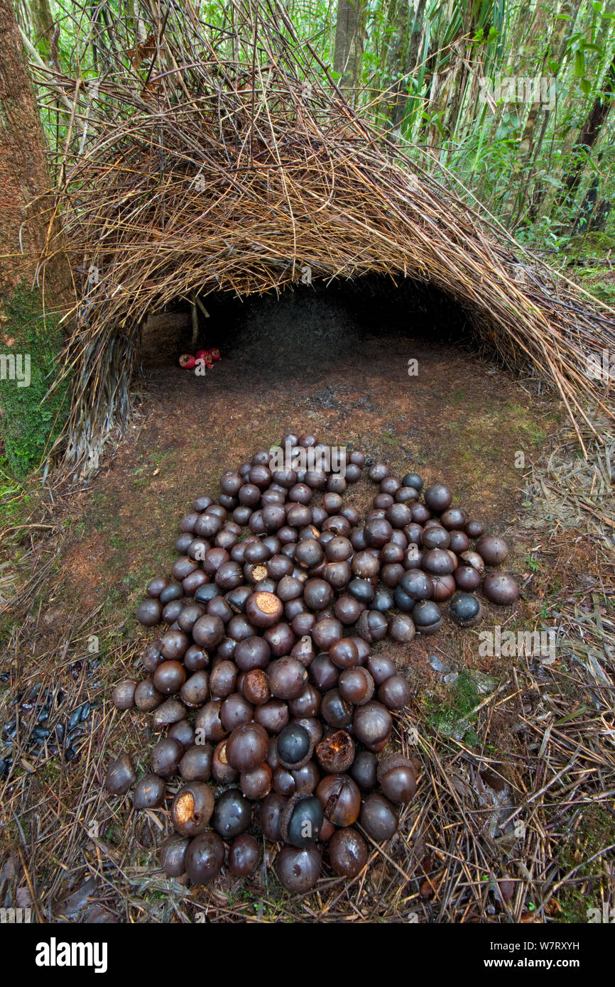 bower 