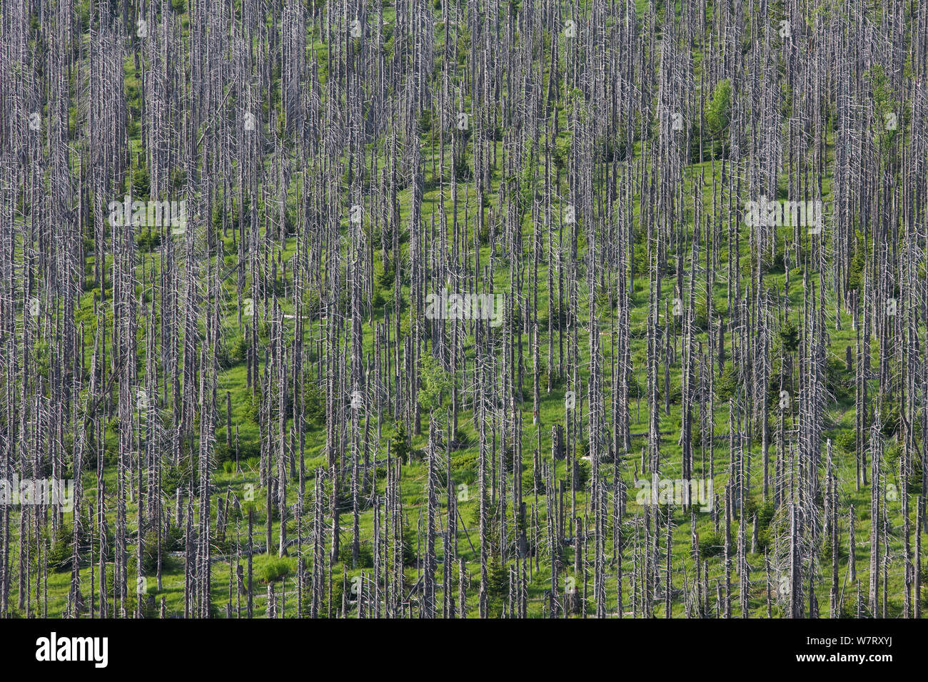 Dead Spruce trees (Picea abies) in Bark beetle (Scolytinae) afflicted area on mountain ridge