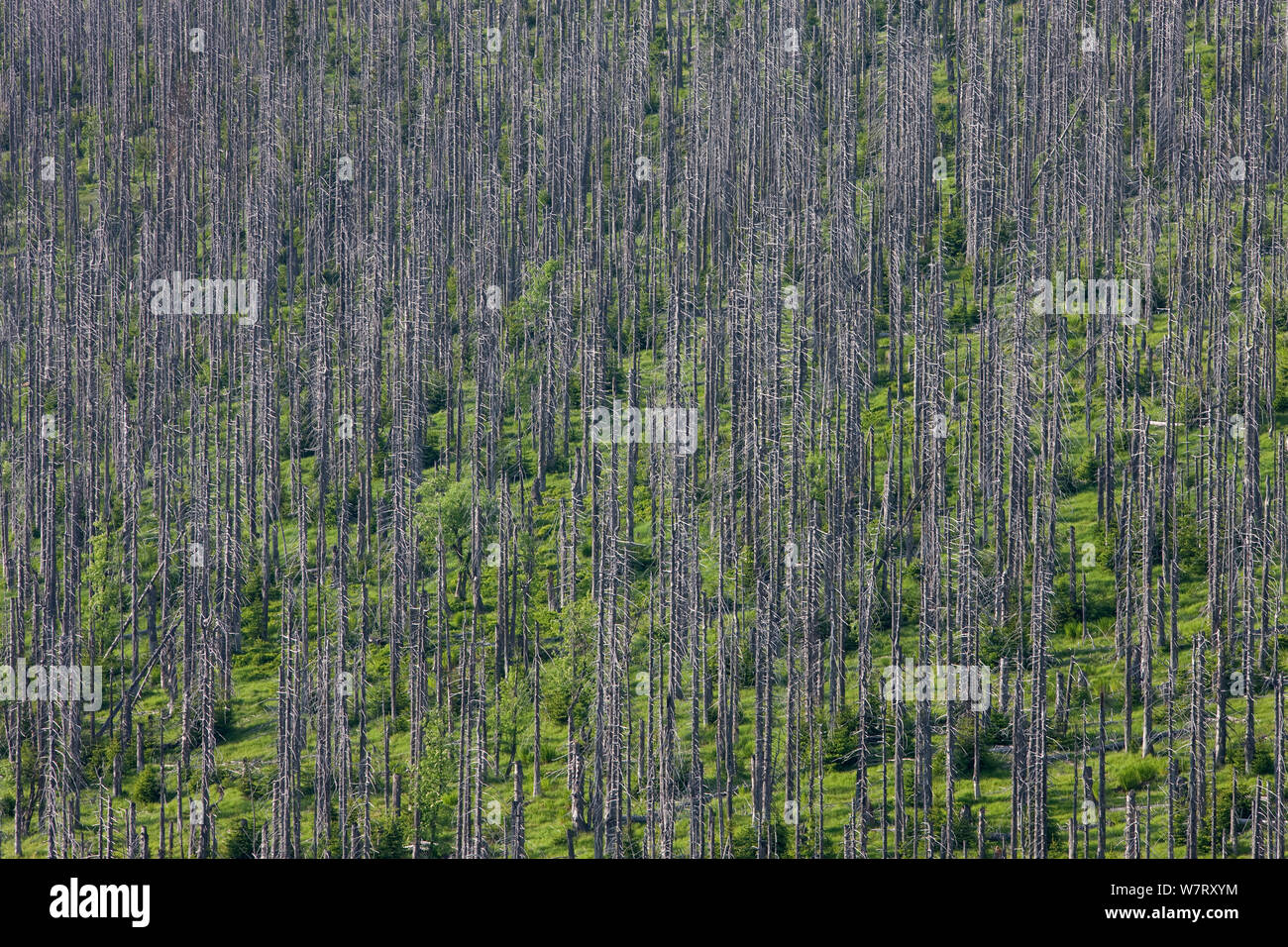 Dead Spruce trees (Picea abies) in Bark beetle (Scolytinae) afflicted area on mountain ridge, Bavarian Forest National Park, Germany, June 2011. Stock Photo