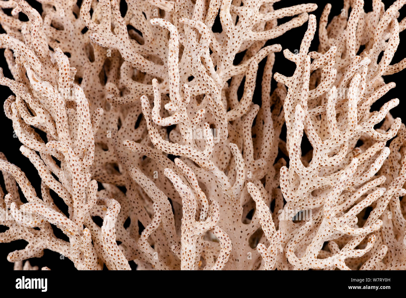 Fan Coral from Renard Island in collection at Senckenberg Museum, Frankfurt, Germany. Stock Photo