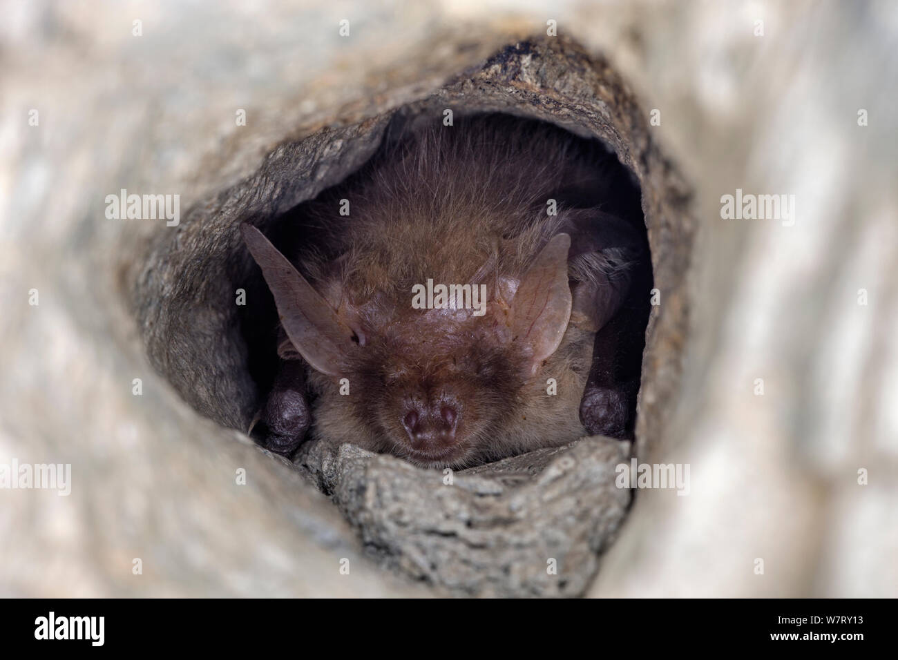 Long eared bat (Plecotus auritus) hibernating in hole in cave, Germany, February. Stock Photo