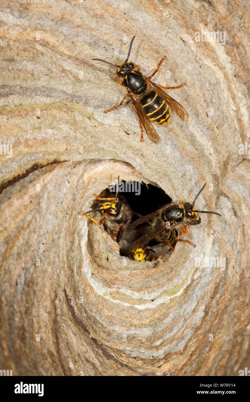 Median Wasps (Dolichovespula media) at nest entrance, Hessen, Germany, June. Stock Photo