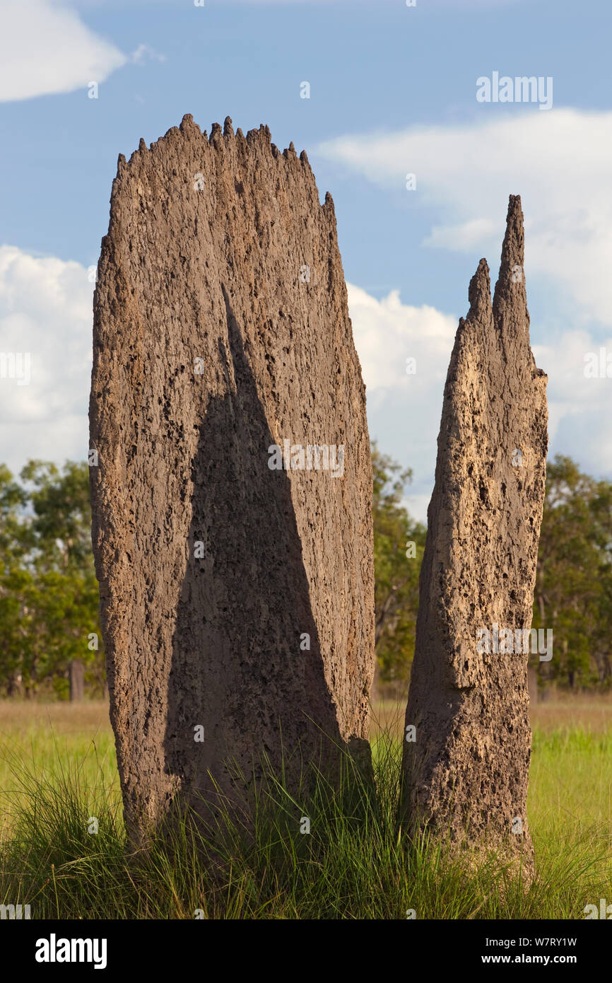 Rough sleep Hvornår Grunde Magnetic Termite (Amitermes meridionalis) mounds in grassland, Litchfield  National Park, Northern Territory, Australia Stock Photo - Alamy