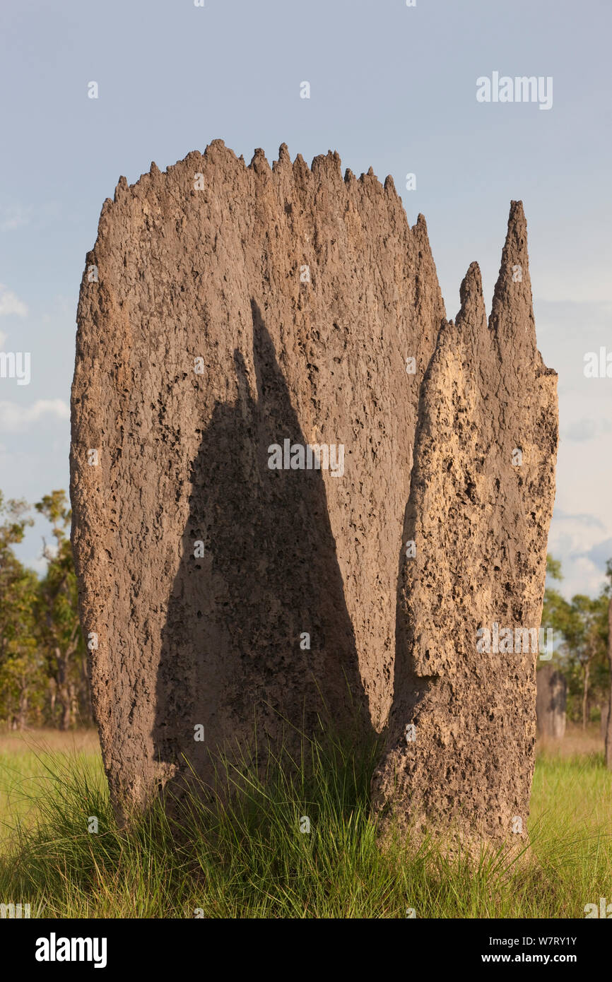 Magnetic Termite (Amitermes meridionalis) mounds in grassland, Litchfield National Park, Northern Territory, Australia. Stock Photo