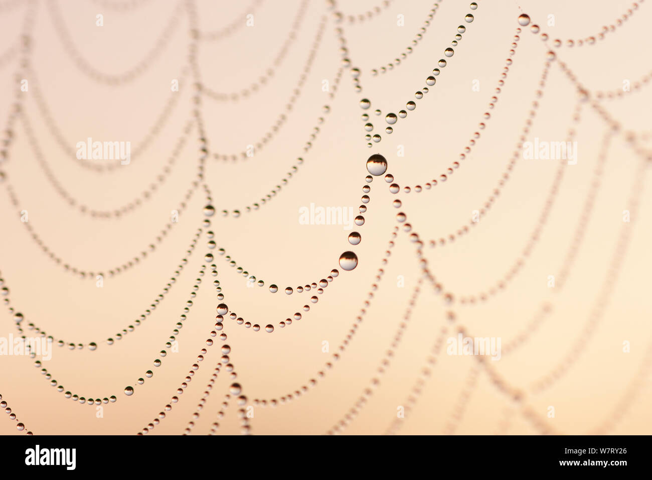 Garden Spider (Araneus diadematus) web with dew drops, at sunrise, Germany, August. Stock Photo