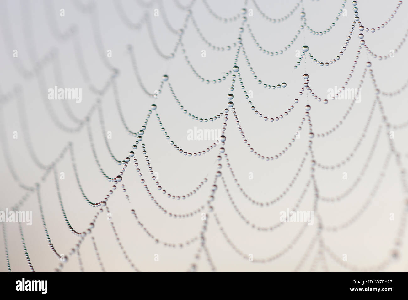 Garden Spider (Araneus diadematus) web with dew drops, at sunrise, Germany, August. Stock Photo