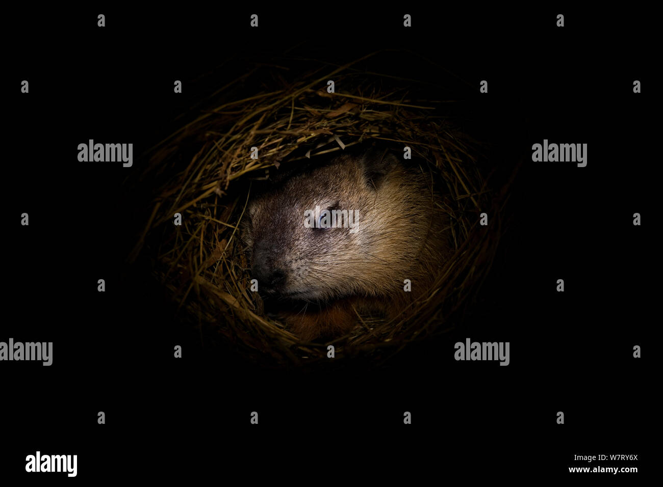 Woodchuck hibernating hires stock photography and images Alamy