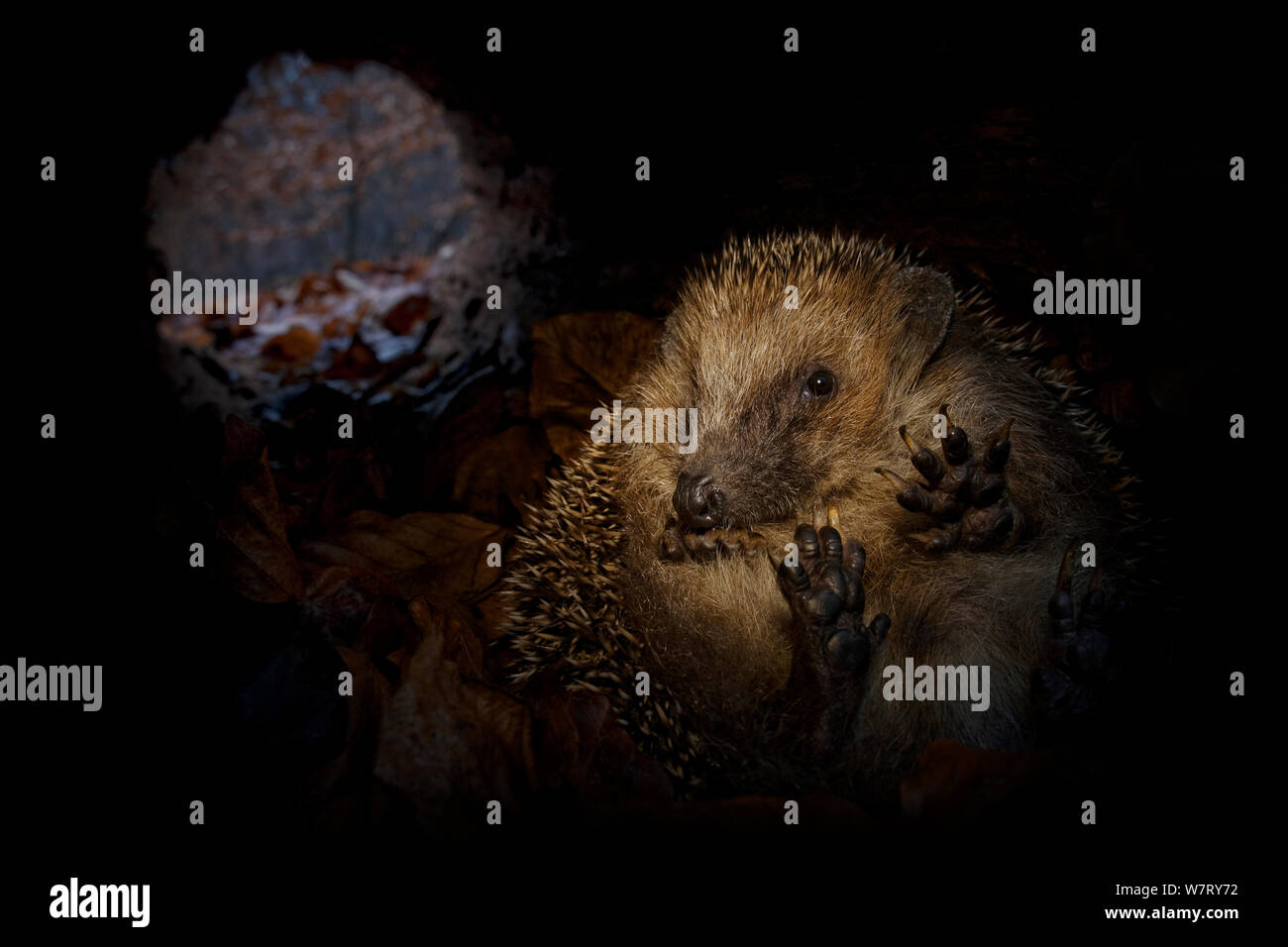 Hedgehog (Erinaceus europaeus) hibernating inside a hollow fallen tree, Germany, captive. Stock Photo