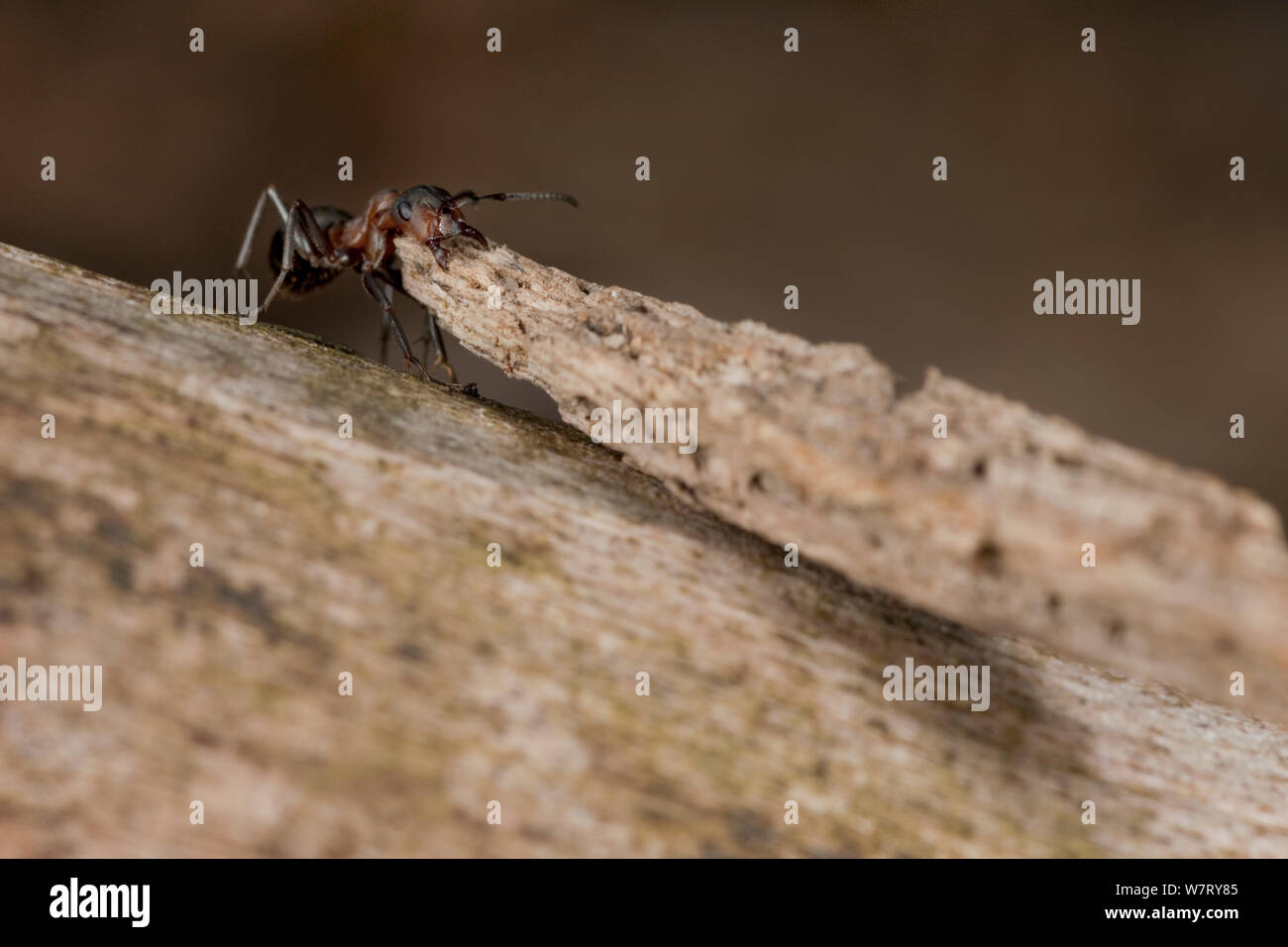 Red Wood Ant (Formica rufa) carrying large piece of construction material to anthill, Germany, March. Stock Photo