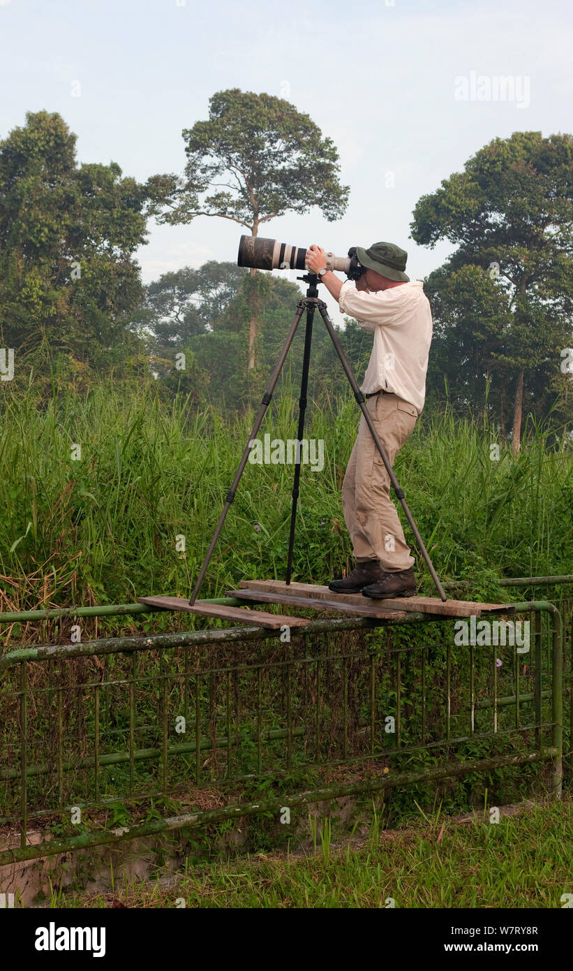 Wildlife Photographer Ingo Arndt on location, taking pictures of Baya weavers (Ploceus philippinus), Singapore, April 2012. Stock Photo