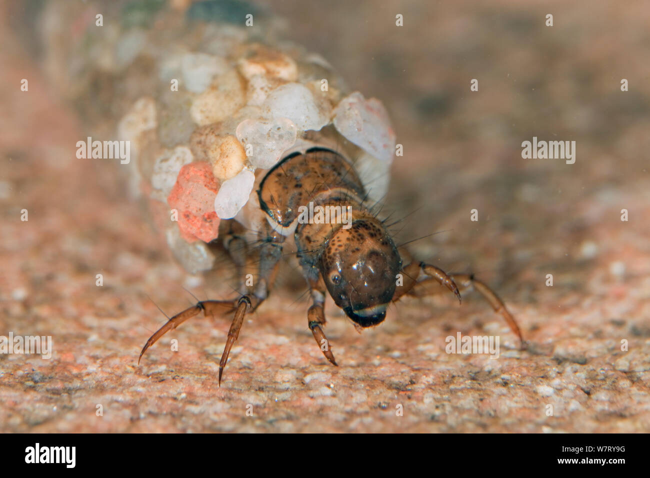 Caddisfly (Trichoptera) larvae in stone casing, walking underwater on stone, Germany Stock Photo