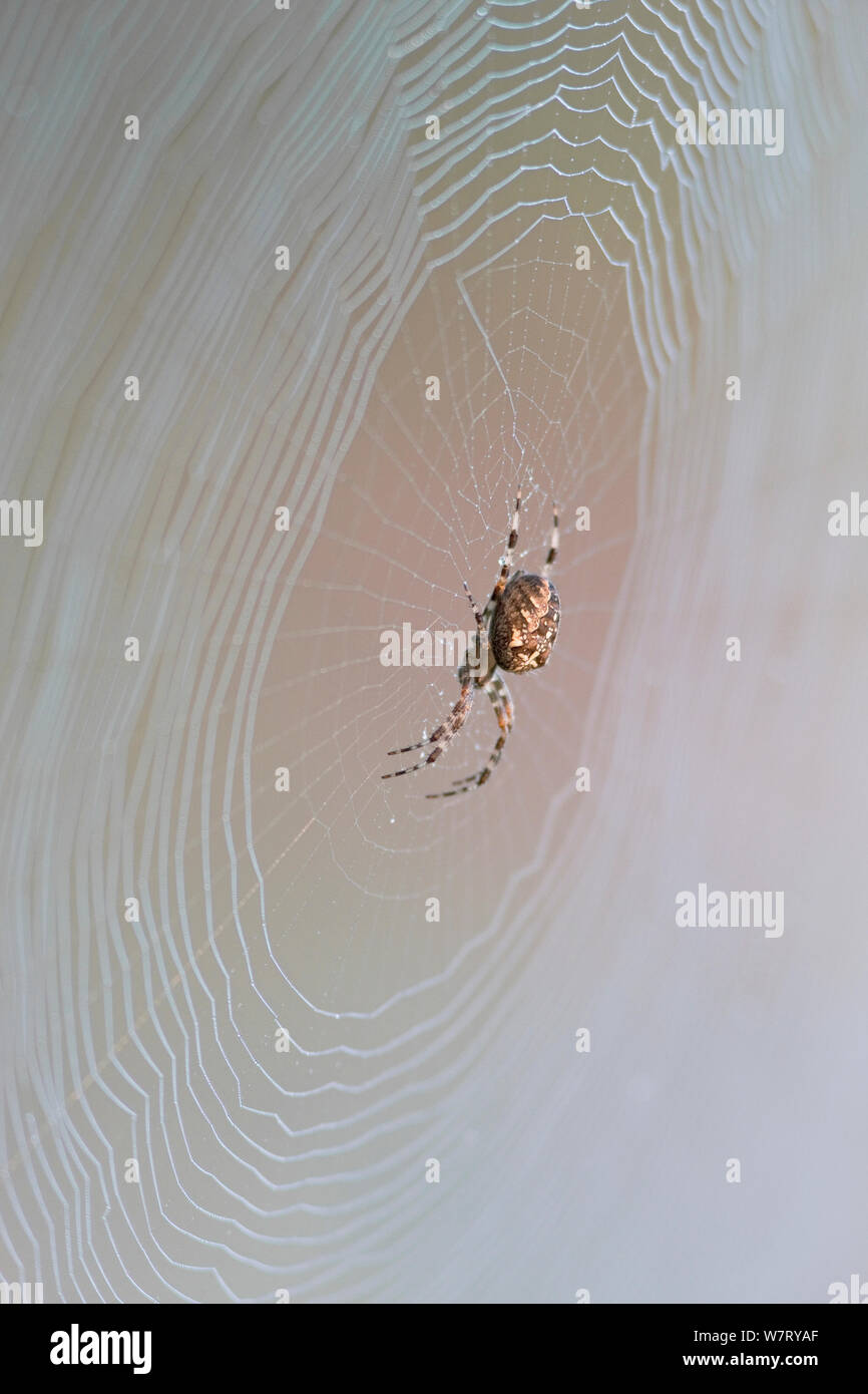 Garden Spider (Araneus diadematus) on web with dew drops, Germany, September. Stock Photo