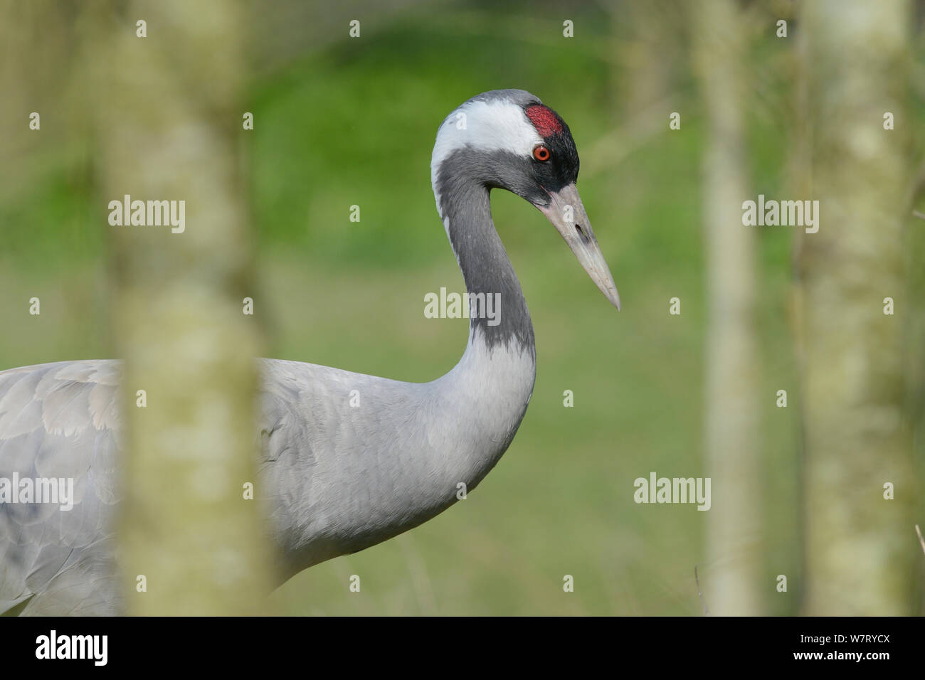 Common / Eurasian crane (Grus grus) walking among trees, captive, WWT Slimbridge, Gloucestershire, UK, April. Stock Photo