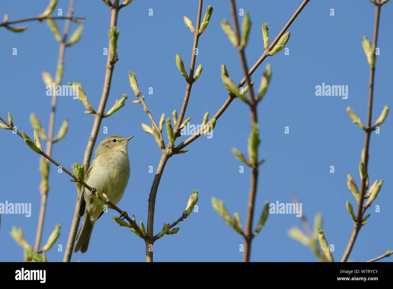 Chiffchaff (Phylloscopus collybita) among tree leaf buds in spring, Wiltshire, UK, May. Stock Photo