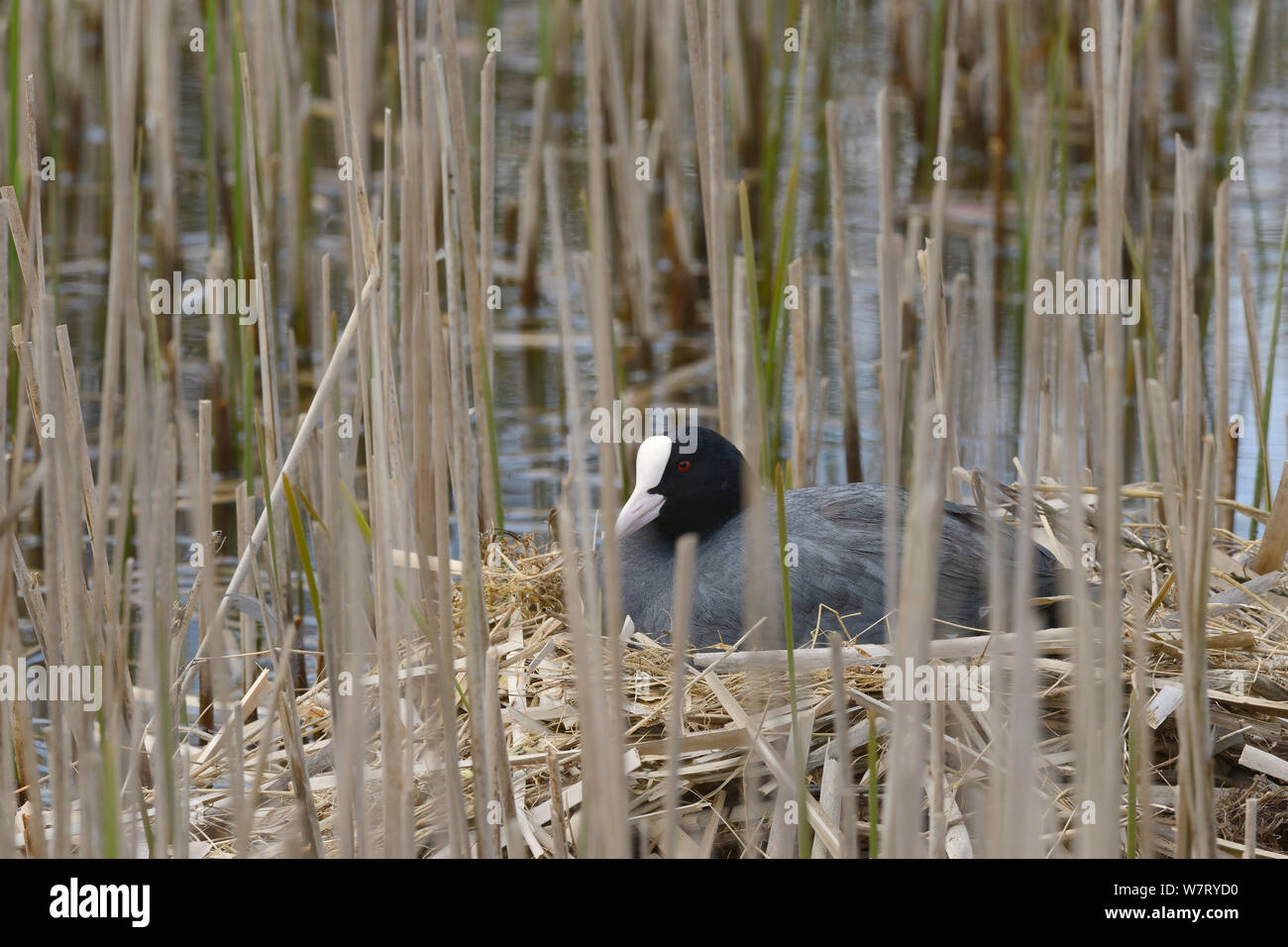 Coot (Fulica atra) incubating eggs on a nest hidden among reeds in a pond, Wiltshire, UK, May. Stock Photo