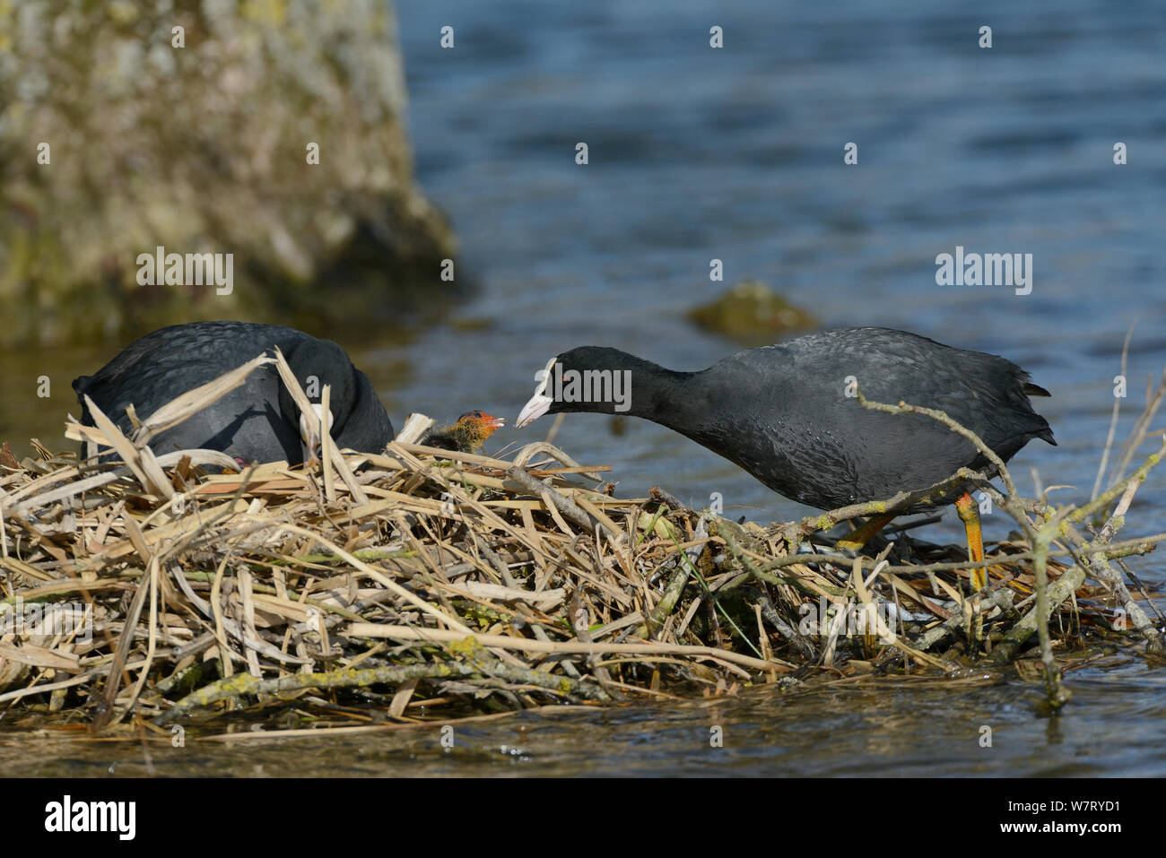 Coot (Fulica atra) feeding a small aquatic invertebrate to one of its chicks on the nest while its mate broods more young, Gloucestershire, UK, May. Stock Photo