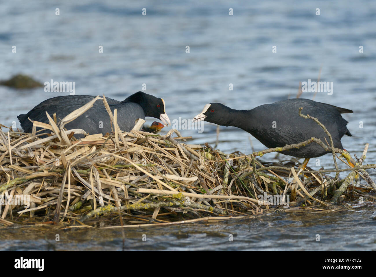 Coot (Fulica atra) passing a small aquatic invertebrate to its mate on the nest to feed to their chicks, Gloucestershire, UK, May. Stock Photo