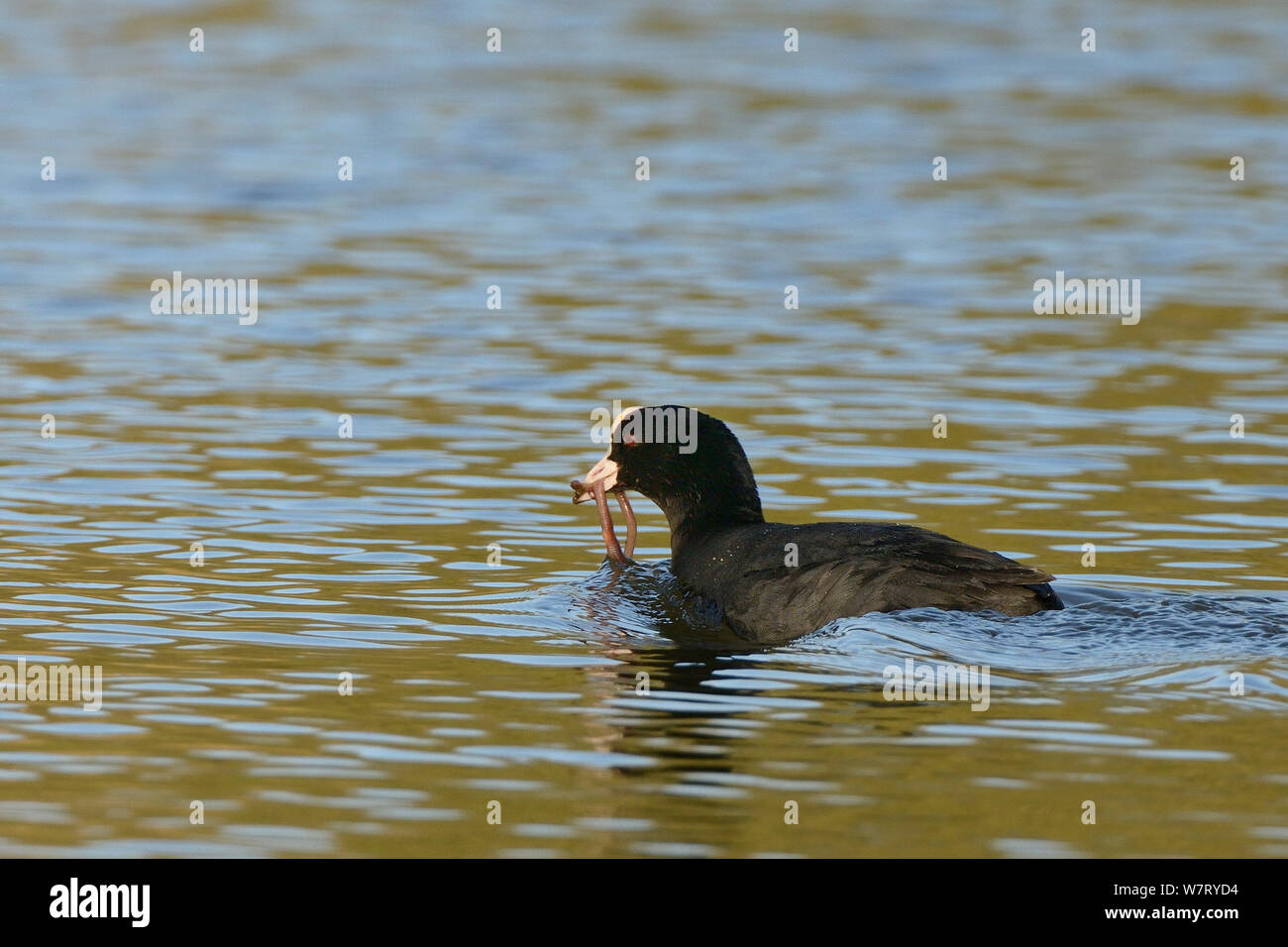 Coot (Fulica atra) swimming with a large Earthworm (Lumbricus terrestris) in its beak to feed its chicks with, Wiltshire, UK, April. Stock Photo