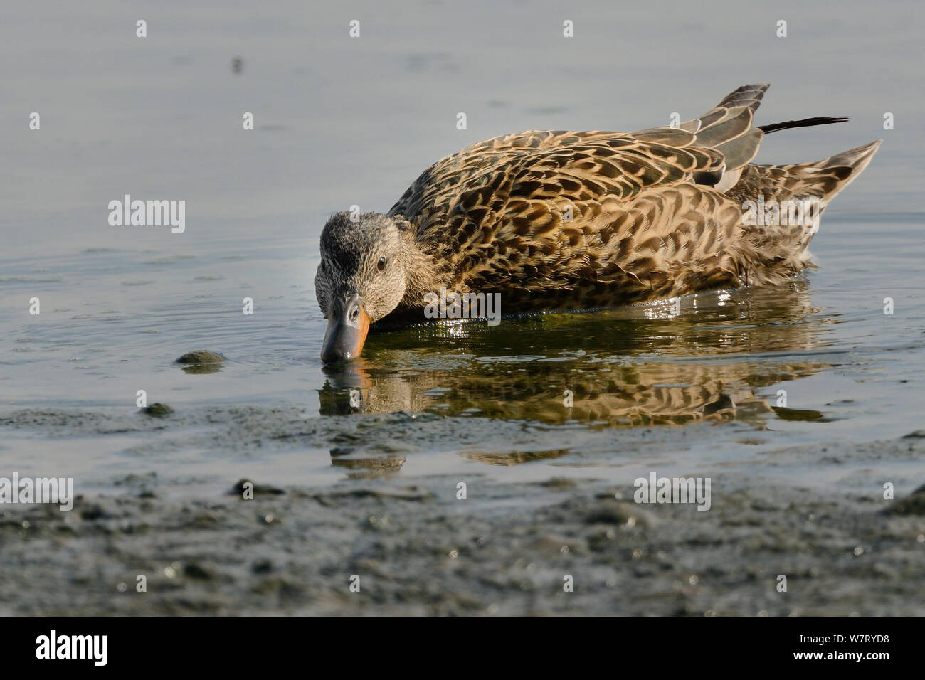 Female Gadwall (Anas strepera) duck dabbling in shallow water around a lake edge, Gloucestershire, UK, May. Stock Photo