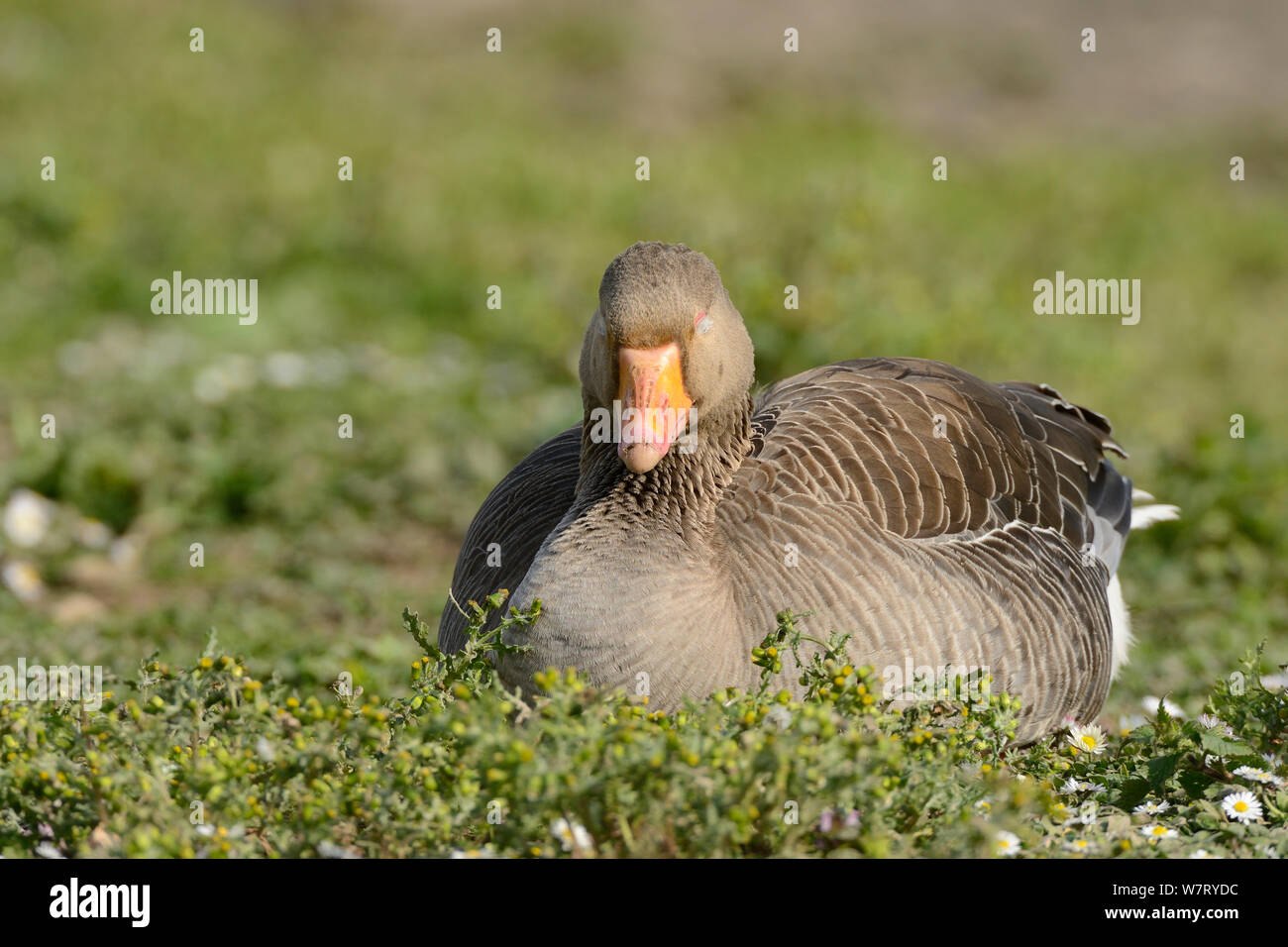Greylag goose (Anser anser) sleeping on grassy, flower-carpeted margin of a lake in late afternoon spring sunshine, Gloucestershire, UK, May. Stock Photo