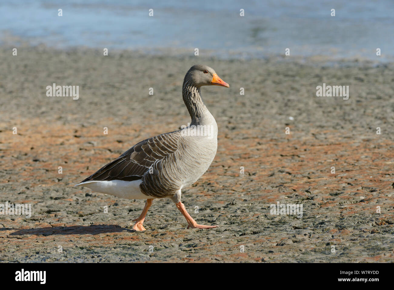 Greylag goose (Anser anser) walking over mudflats fringing a lake, Gloucestershire, UK, May. Stock Photo