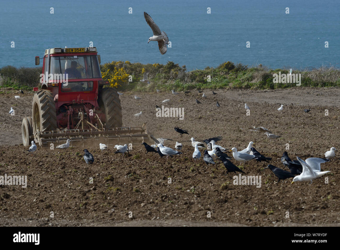 Mixed flock of Herring gulls (Larus argentatus) and Rooks (Corvus frugilegus) following a tractor ploughing a clifftop field with the sea in the background, Trebetherick, Cornwall, UK, April. Stock Photo
