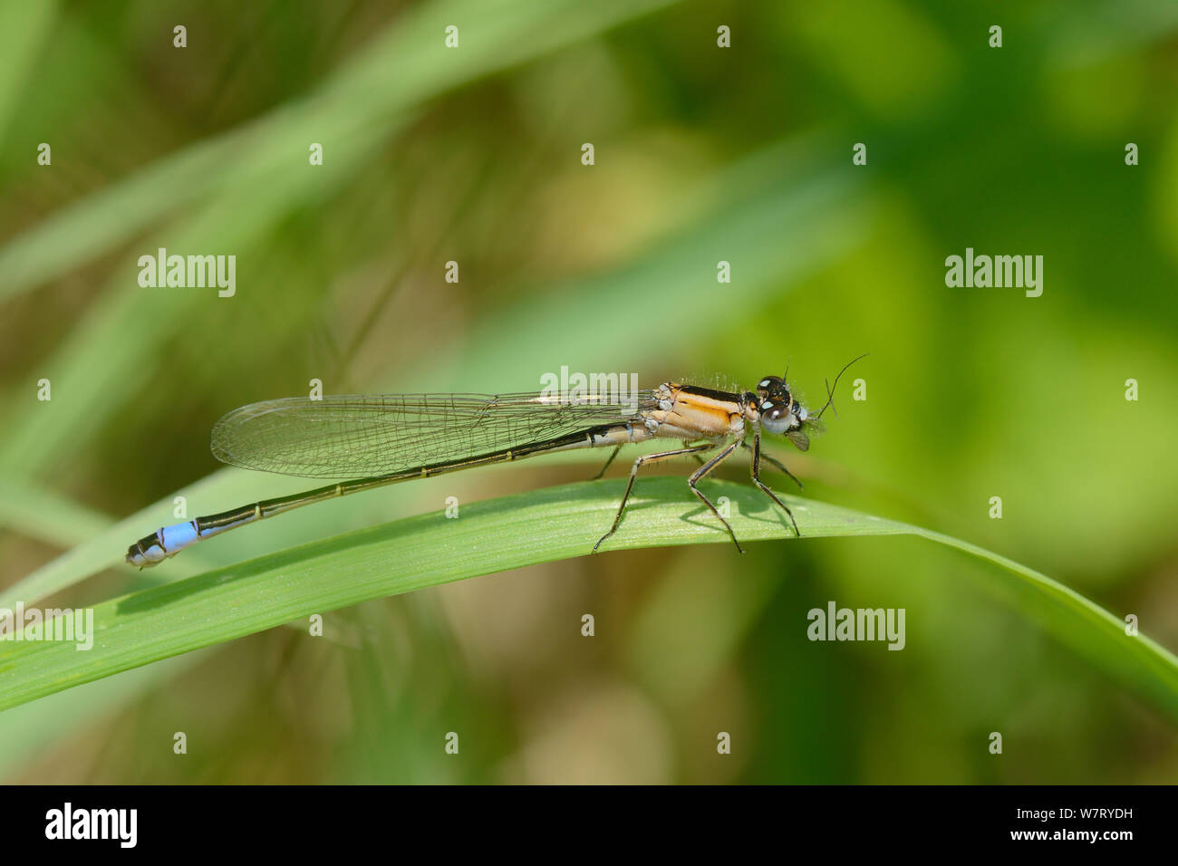 Female Blue tailed damselfy (Ischnura elegans f. rufescens), rufescens form with salmon coloured thorax, resting on a grass blade near a pond, Wiltshire, UK, June. Stock Photo