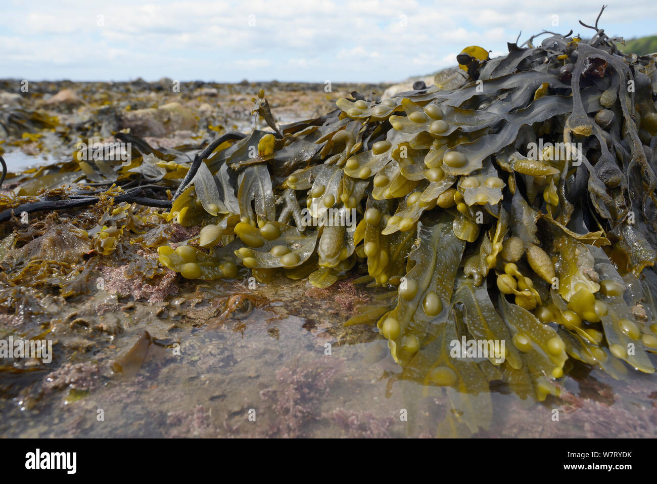 Bladder wrack (Fucus vesiculosus) with many air bladders growing low on a rocky shore, Lyme Regis, Dorset, UK, May. Stock Photo