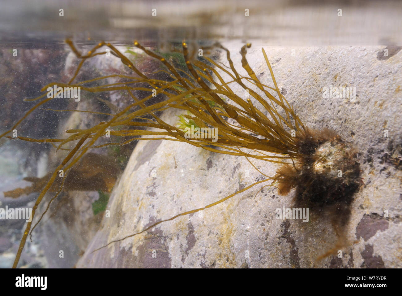 An epizoic brown alga (Scytosiphon lomentaria) growing on a Common Limpet (Patella vulgata) in a rockpool, Polzeath, Cornwall, UK, April. Stock Photo
