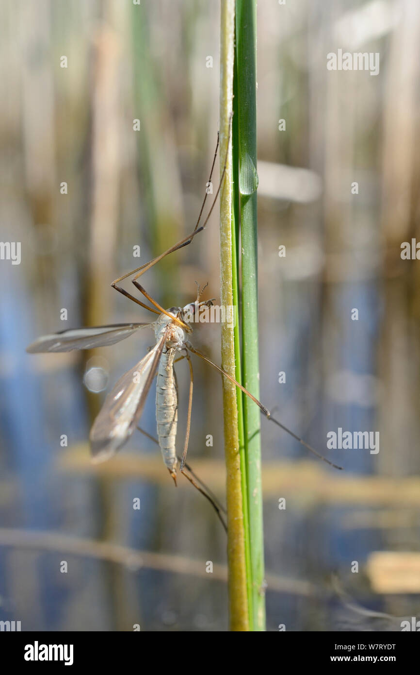 Male Cranefly (Tipula sp.) clinging to a reed stem in a freshwater pond, Wiltshire, UK, May. Stock Photo