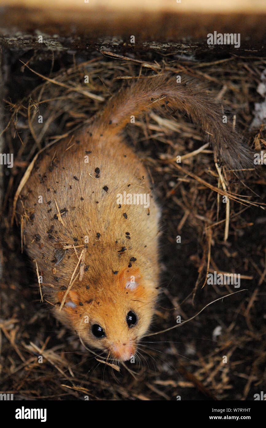 Adult Common / Hazel dormouse (Muscardinus avellanarius), with good winter fat reserves, found in a nest box during a survey in coppiced woodland near Bristol, Somerset, UK, October. Non-ex. Stock Photo