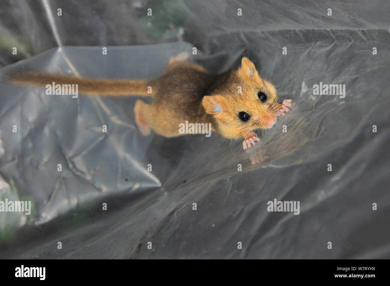 Young Common / Hazel dormouse (Muscardinus avellanarius) captured during a survey by Backwell Enviroment Trust in coppiced woodland near Bristol, being held temporarily in a plastic sack, Somerset, UK, October. Stock Photo
