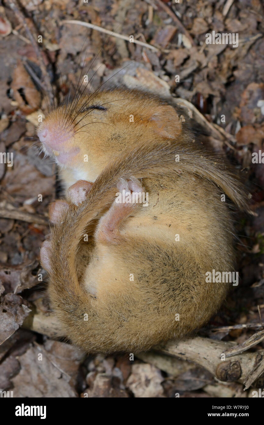 Torpid Common / Hazel dormouse (Muscardinus avellanarius) found sleeping in a Dormouse nestbox set out by Backwell Enviroment Trust in coppiced woodland near Bristol, Somerset, UK, June. Stock Photo