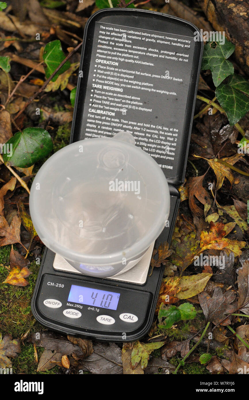 Common / Hazel dormouse (Muscardinus avellanarius) being weighed in a plastic pot on a mini balance during a survey by Backwell Enviroment Trust in coppiced woodland near Bristol, Somerset, UK, October. Stock Photo