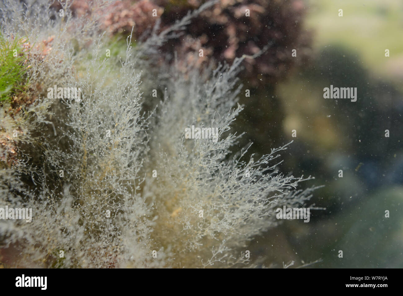 Hydroid colonies (Obelia dichotoma) attached to rocks in a rockpool, Rhossili, The Gower peninsula, Wales, UK, June. Stock Photo