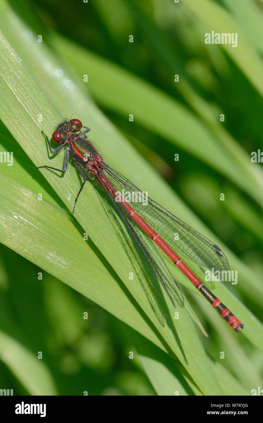 Large red damselfly (Pyrrhosoma nymphula) resting on a grass blade near a pond, Wiltshire, UK, June. Stock Photo