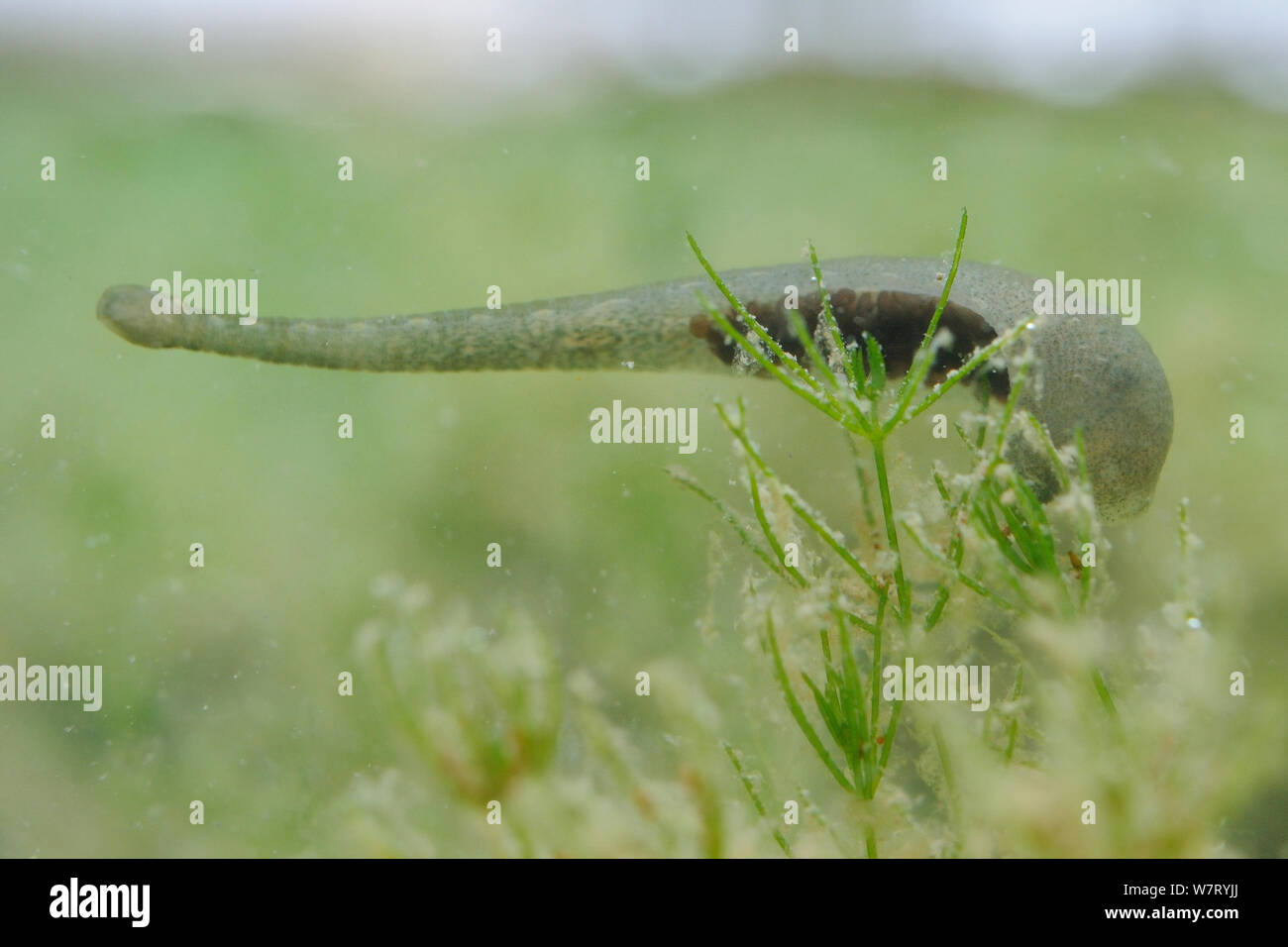 Leech Species (Hirudinea species Stock Photo - Alamy