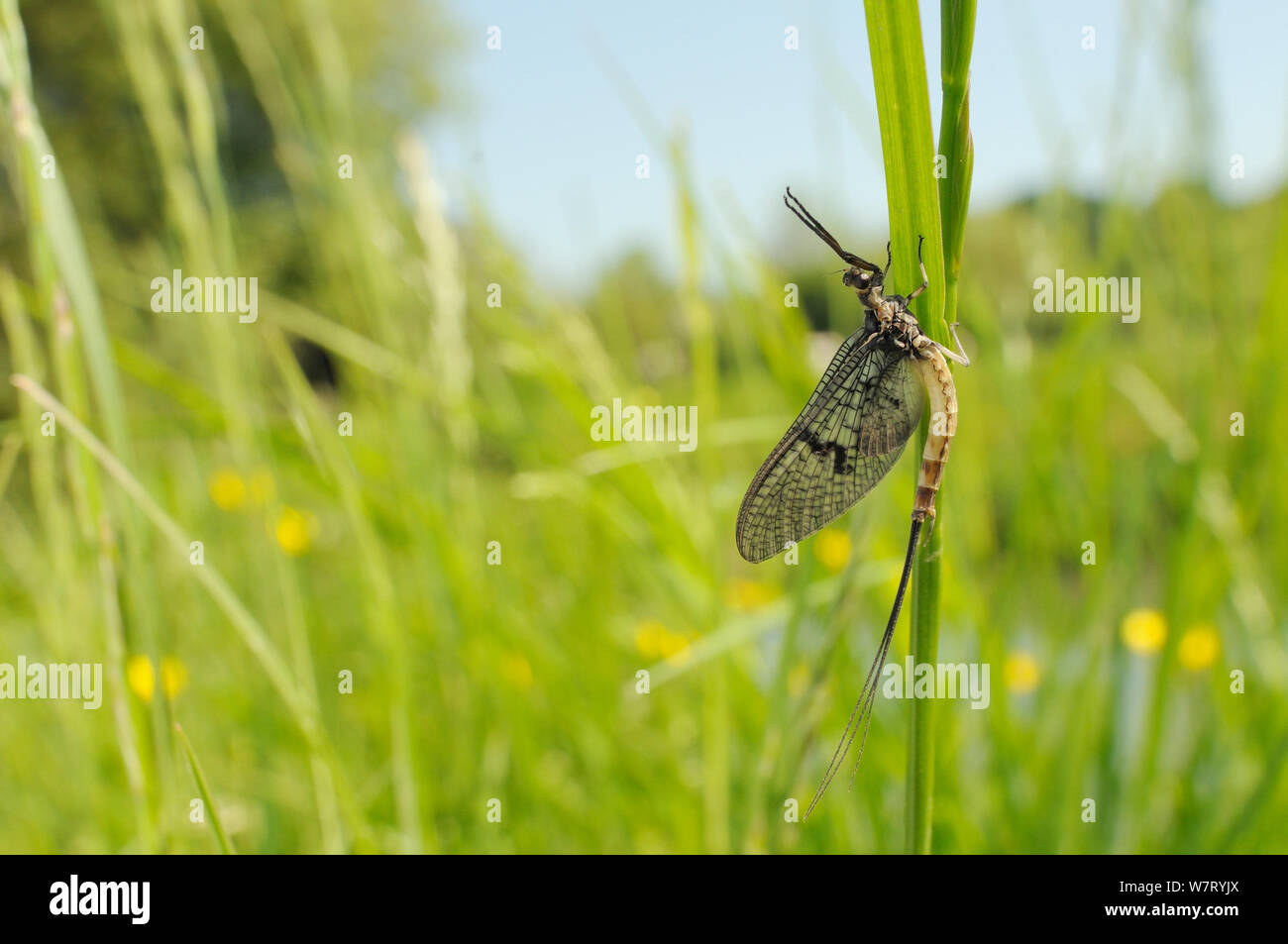 Green drake mayfly (Ephemera danica), newly emerged on a riverside grass stem, Wiltshire, UK, May. Stock Photo