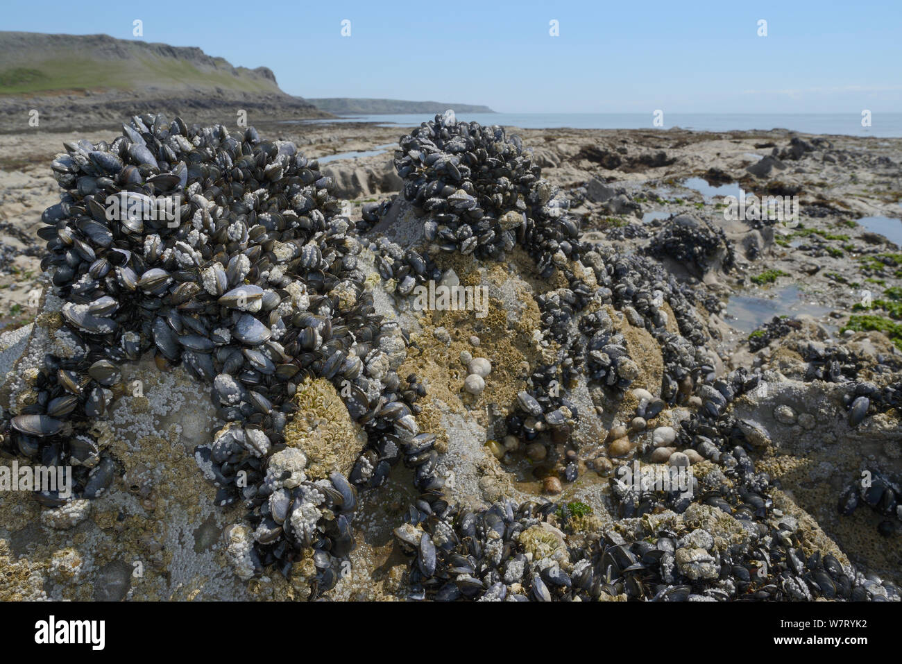 Common mussels (Mytilus edulis), Dog Whelks (Nucella lapillus) and Common barnacles (Semibalanus balanoides) attached to rocks exposed at low tide, Rhossili, The Gower peninsula, Wales, UK, June. Stock Photo