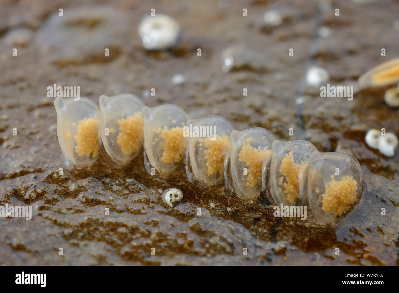 Seven Netted dog whelk (Nassarius retuculata) egg cases attached to a rock exposed at low tide, Lyme Regis, Dorset, UK, May Stock Photo
