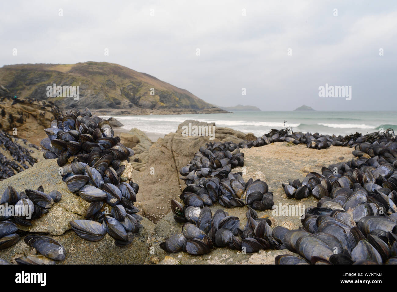 Common mussels (Mytilus edulis) attached to rocks exposed at low tide, Trebarwith strand, Cornwall, UK, April. Stock Photo