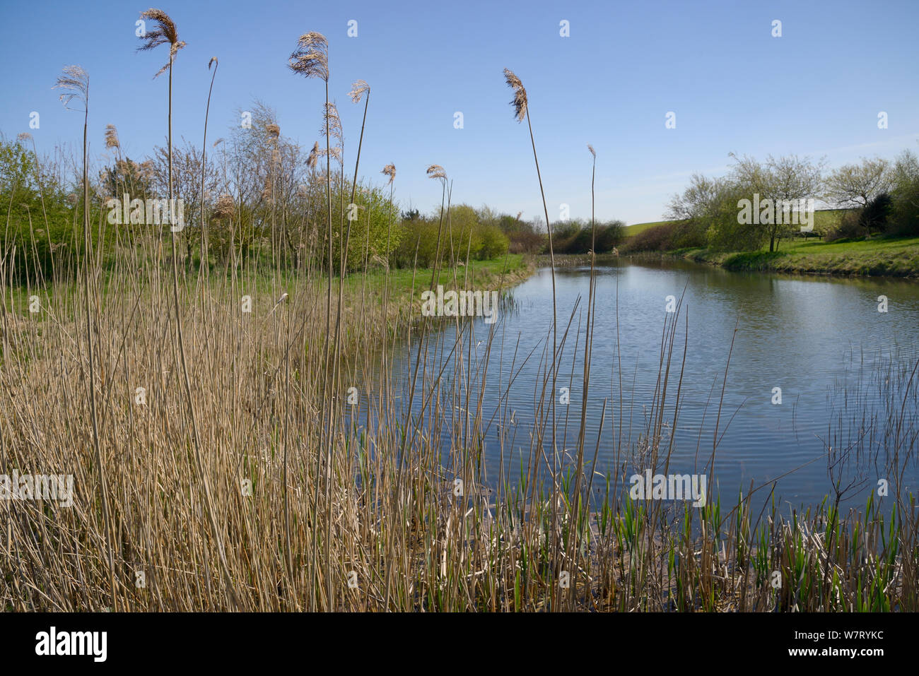 Freshwater pond, fringed with Common reeds (Phragmites australis), Wiltshire, UK, May. Stock Photo