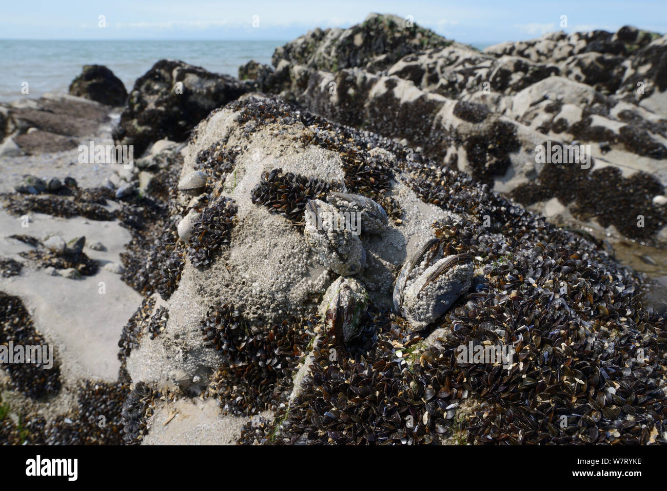 Recenty settled young Common mussels (Mytilus edulis) alongside barnacle encrusted adults on rocks exposed on a rocky shore at low tide, Rhossili, The Gower Peninsula, UK, June. Stock Photo