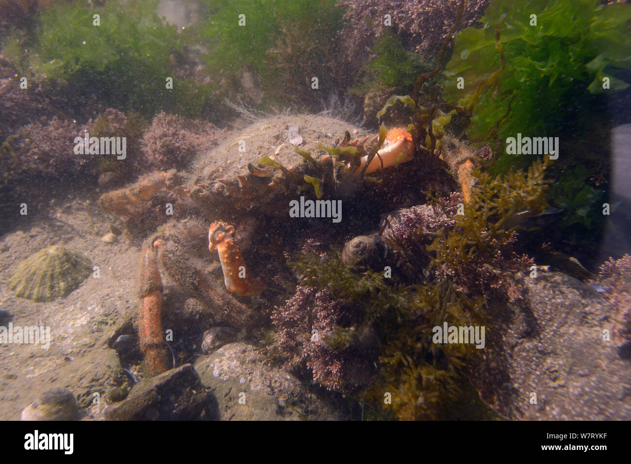 Female Common spider crab (Maja brachydactyla / Maja squinado) well camouflaged in a rockpool among Coralweed (Corallina officinalis), Rhossili, The Gower Peninsula, UK, June. Stock Photo